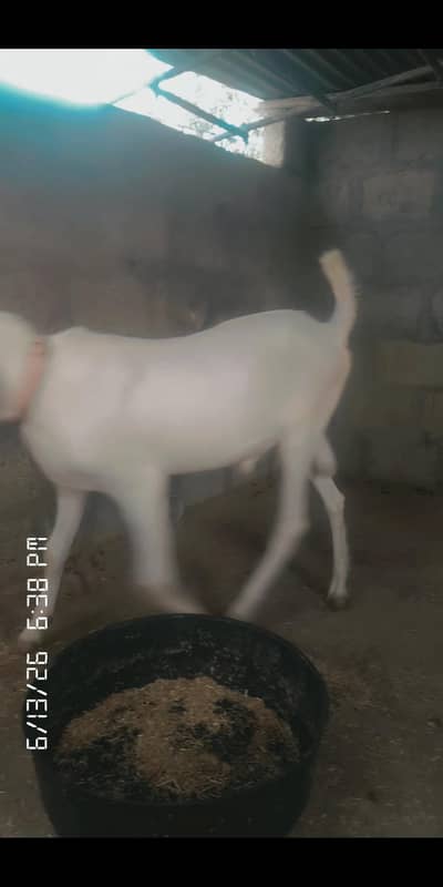 2 dant gulabi breader itSirf series buyer rabta kren