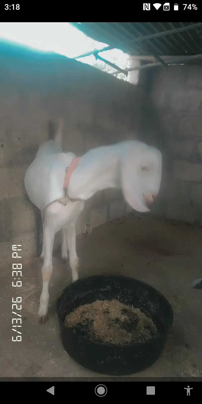 2 dant gulabi breader itSirf series buyer rabta kren — photo 2