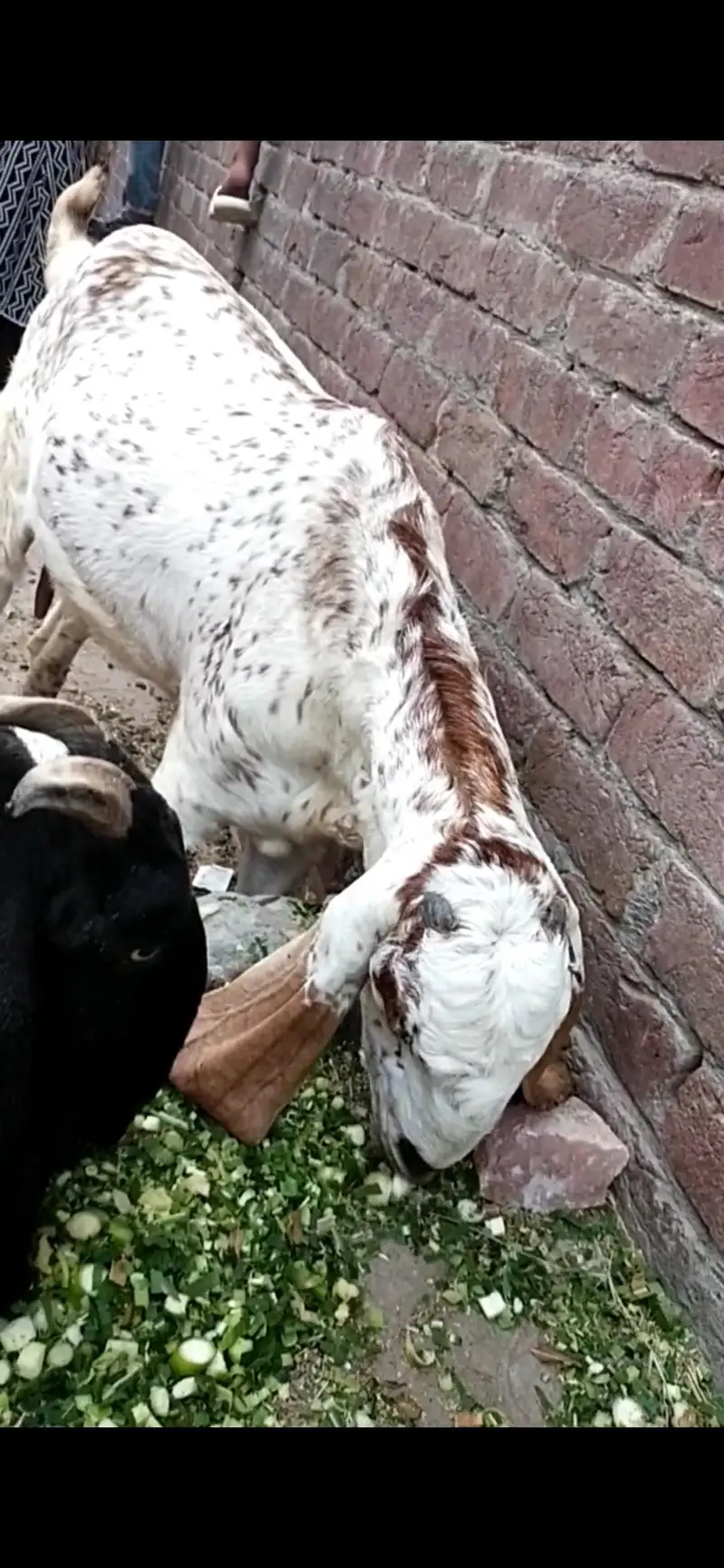 dasi bakri gaban path — photo 3