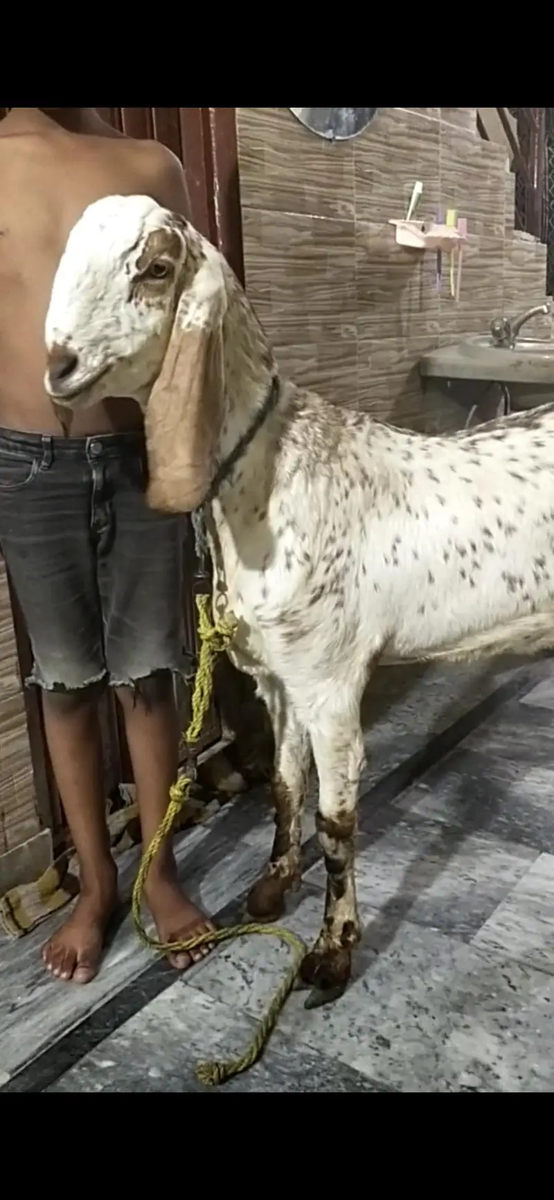 dasi bakri gaban path — photo 4