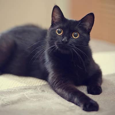 persian black