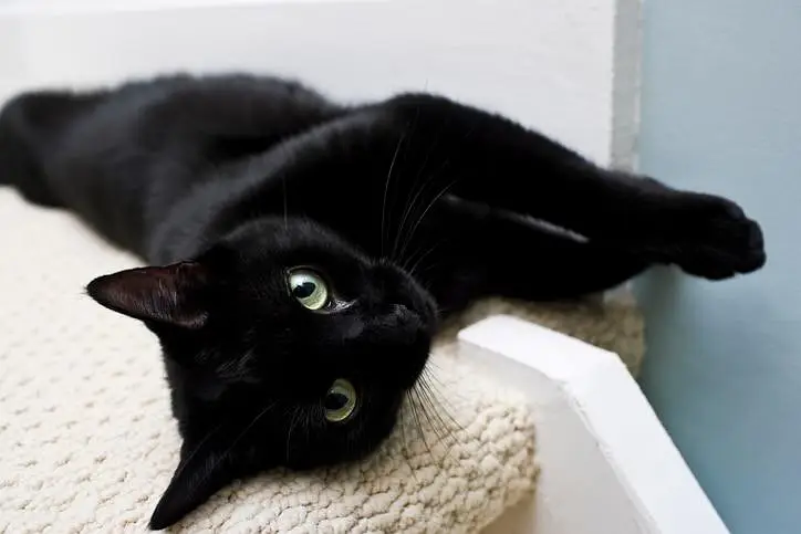 persian black — photo 2