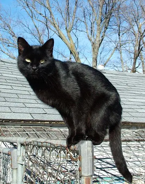 persian black — photo 3