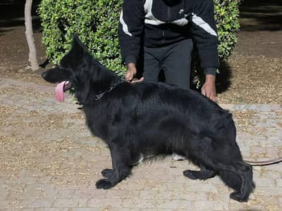 not for sale only stud male