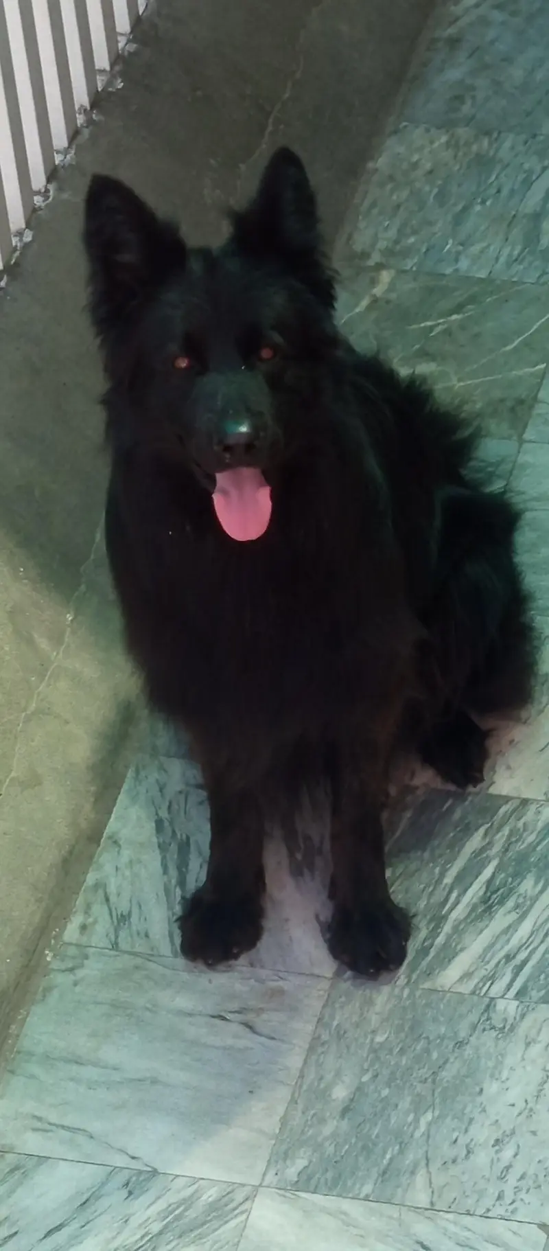 not for sale only stud male — photo 2