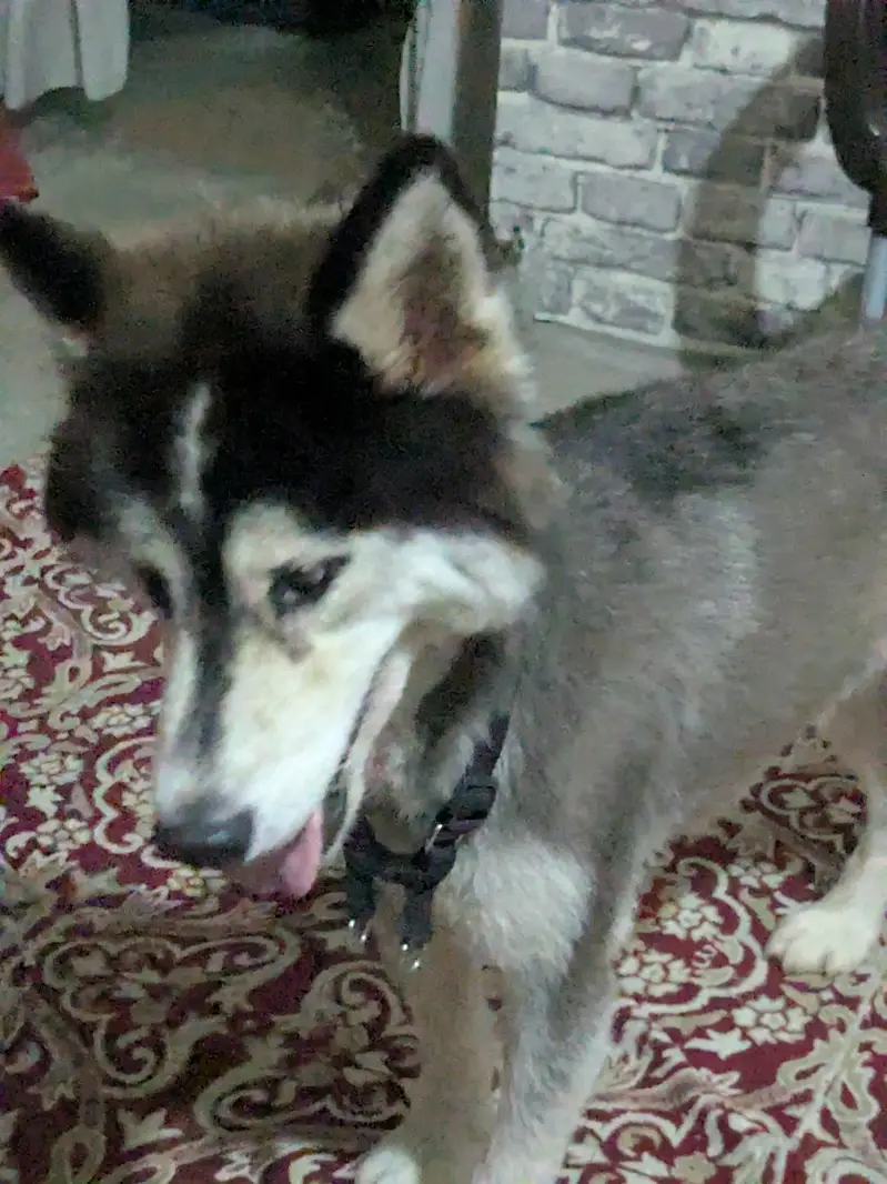 Husky Female best quality — photo 3
