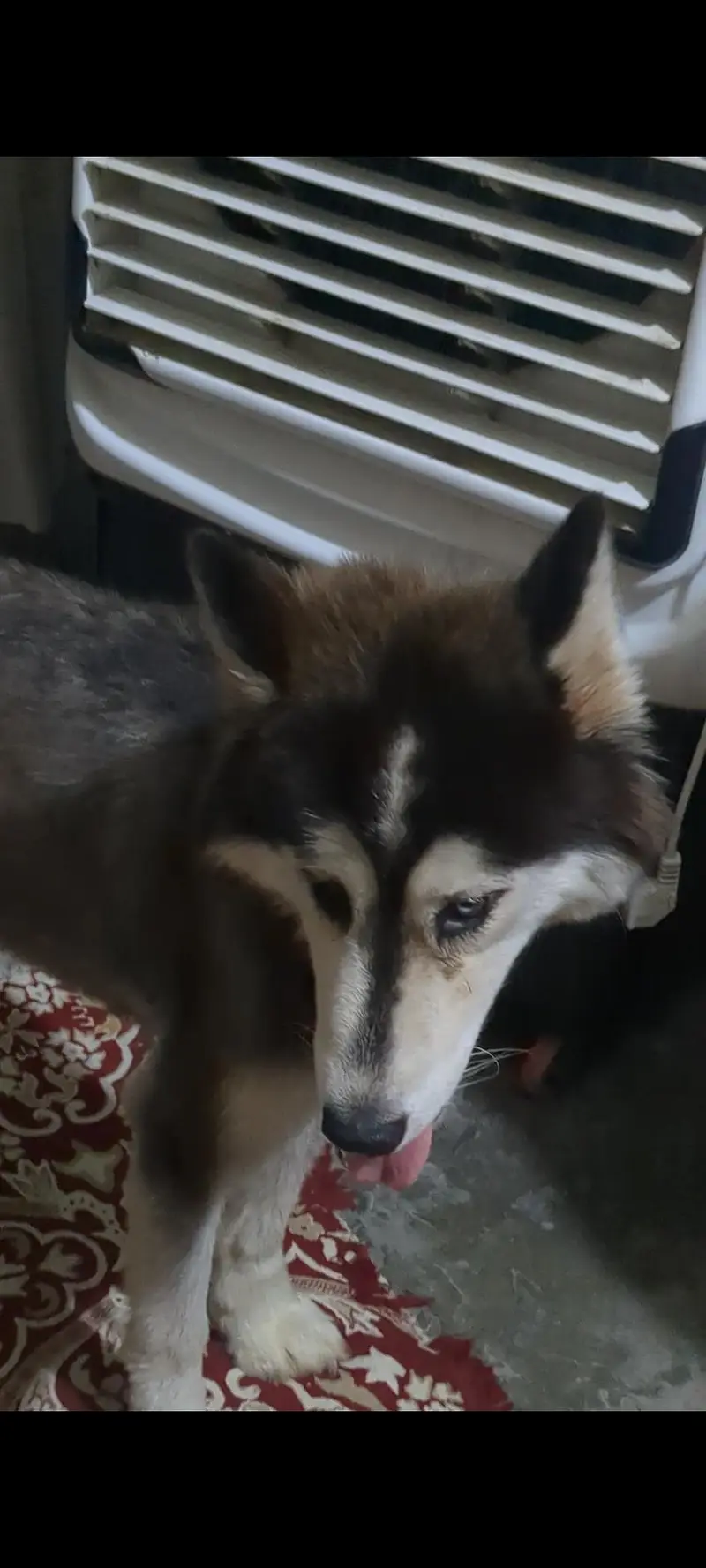 Husky Female best quality — photo 4