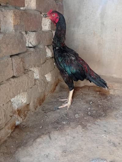 Aseel patha for sale high quality
