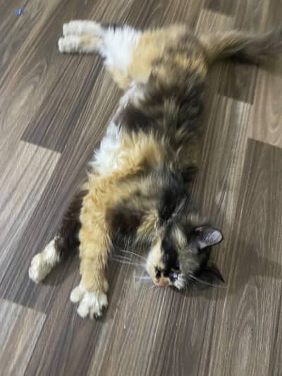 Persian single coat cat