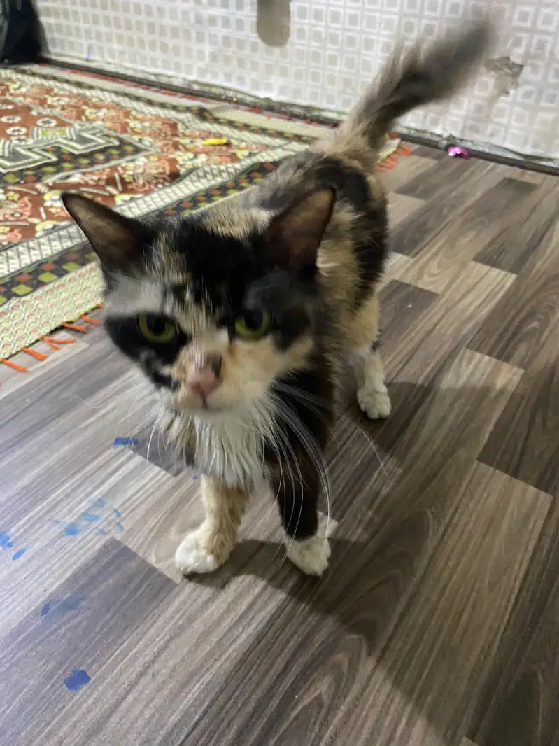Persian single coat cat — photo 2