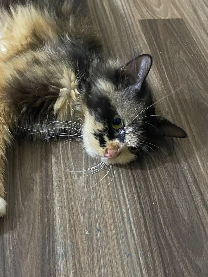 Persian single coat cat — photo 3