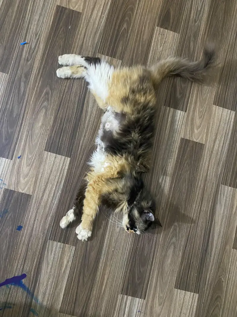 Persian single coat cat — photo 4
