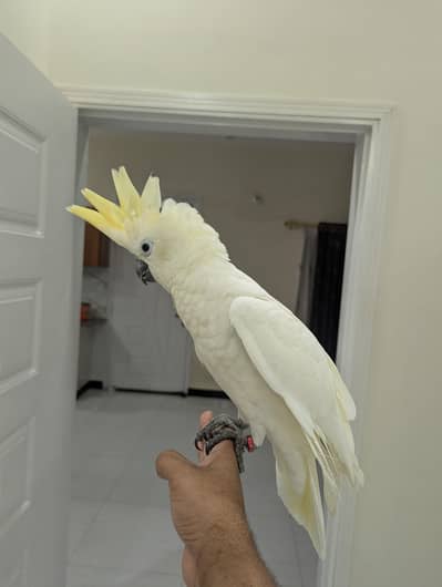 lessor cockatoo