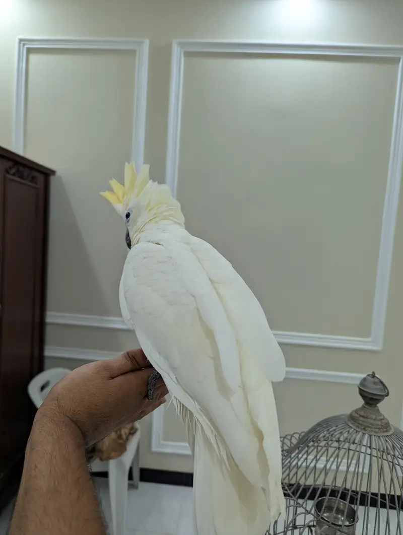 lessor cockatoo — photo 2
