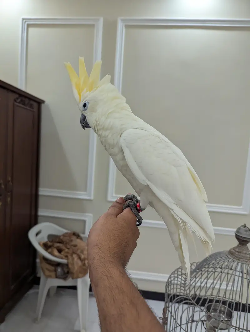 lessor cockatoo — photo 3