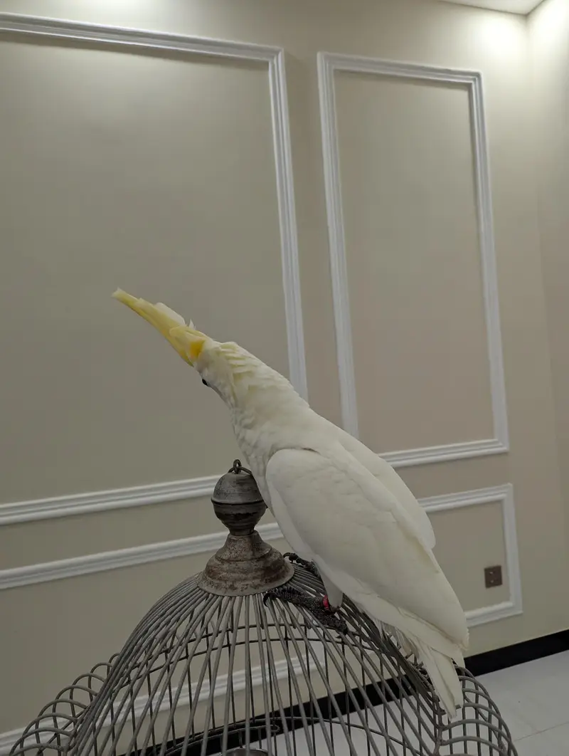 lessor cockatoo — photo 4