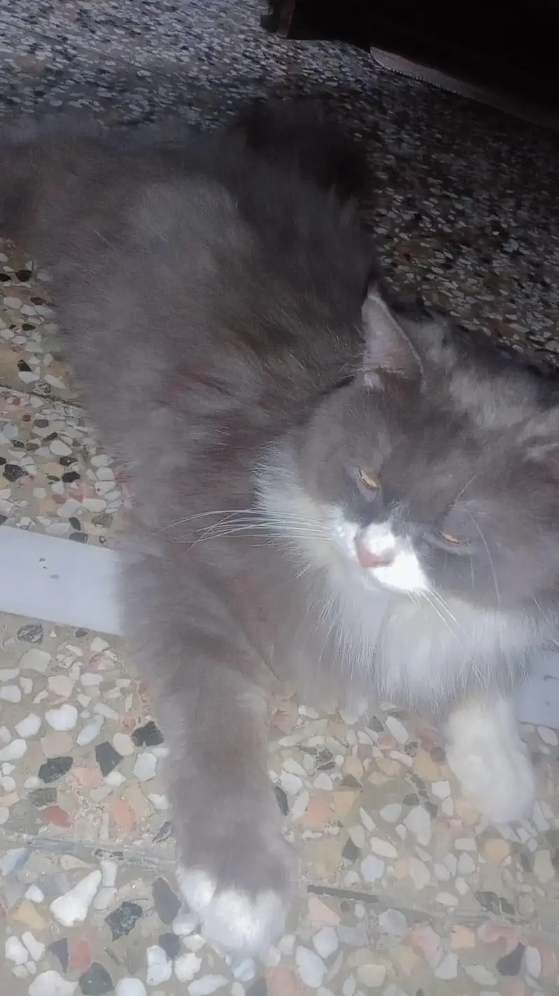 cats cats — photo 2
