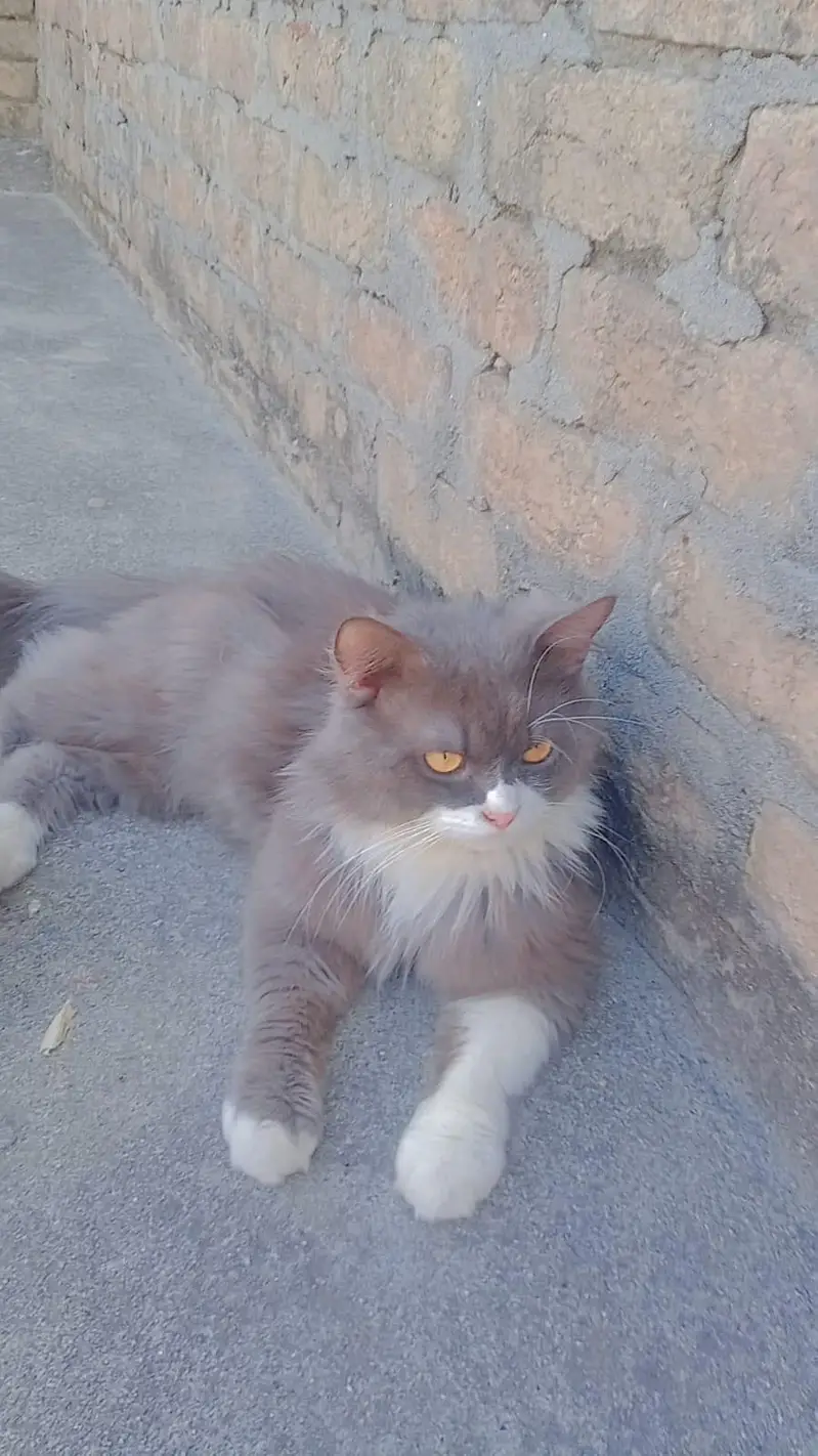 cats cats — photo 3