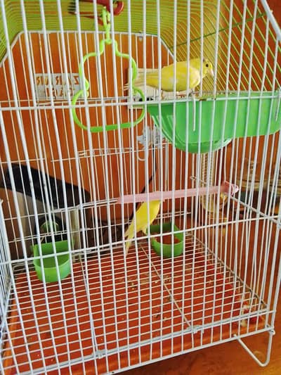 canary singing pair