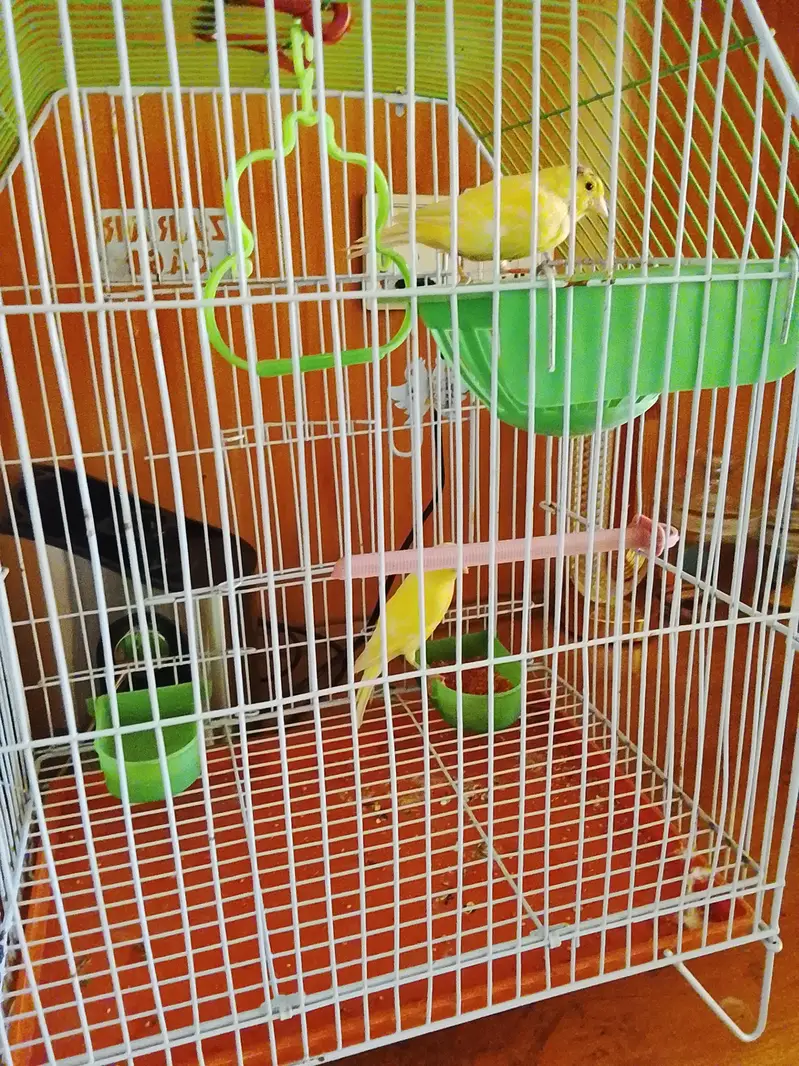 canary singing pair