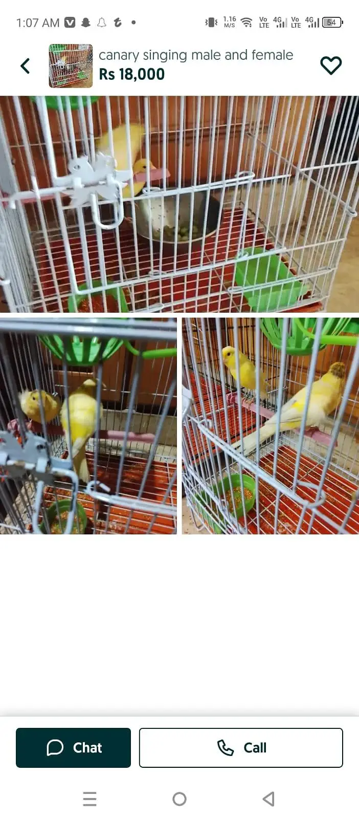 canary singing pair — photo 2