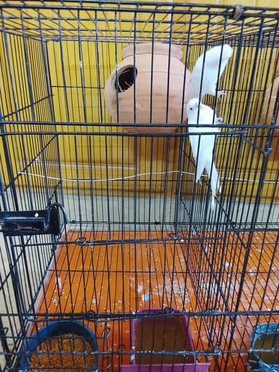 love birds