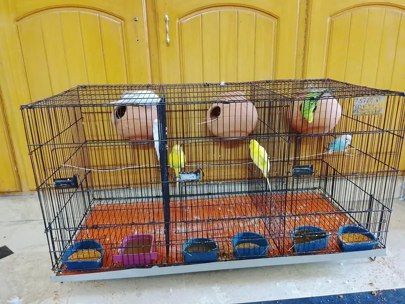 love birds — photo 2
