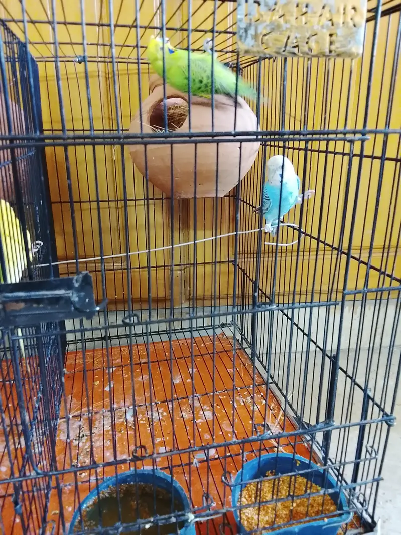 love birds — photo 3