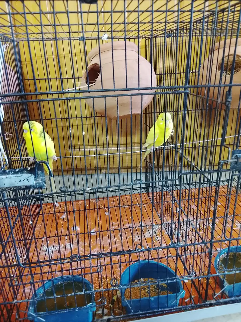 love birds — photo 4