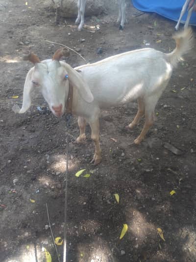 0saiz ki tadi  bakri hy  03708069544