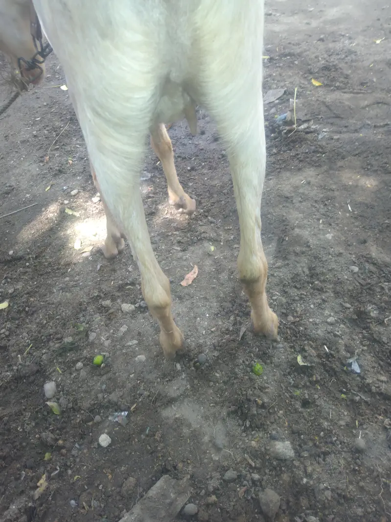 0saiz ki tadi  bakri hy  03708069544 — photo 2