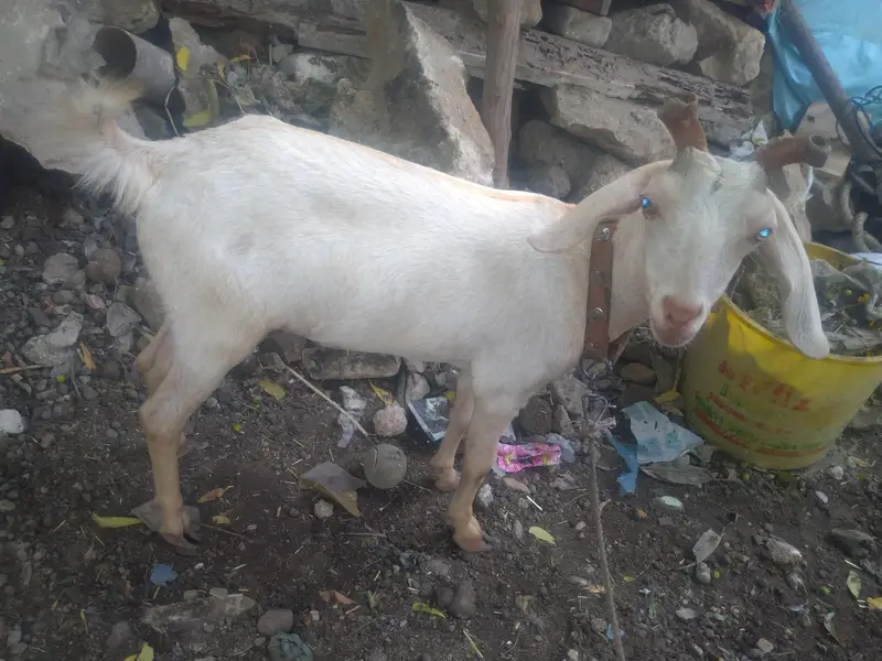 0saiz ki tadi  bakri hy  03708069544 — photo 3