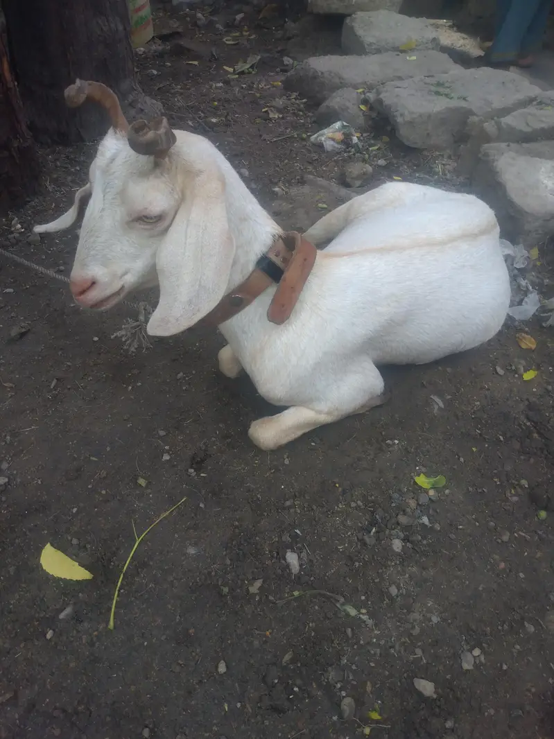 0saiz ki tadi  bakri hy  03708069544 — photo 4