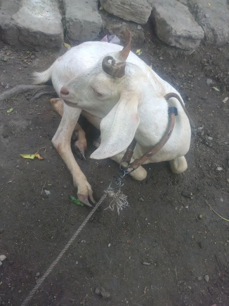 0saiz ki tadi  bakri hy  03708069544 — photo 5