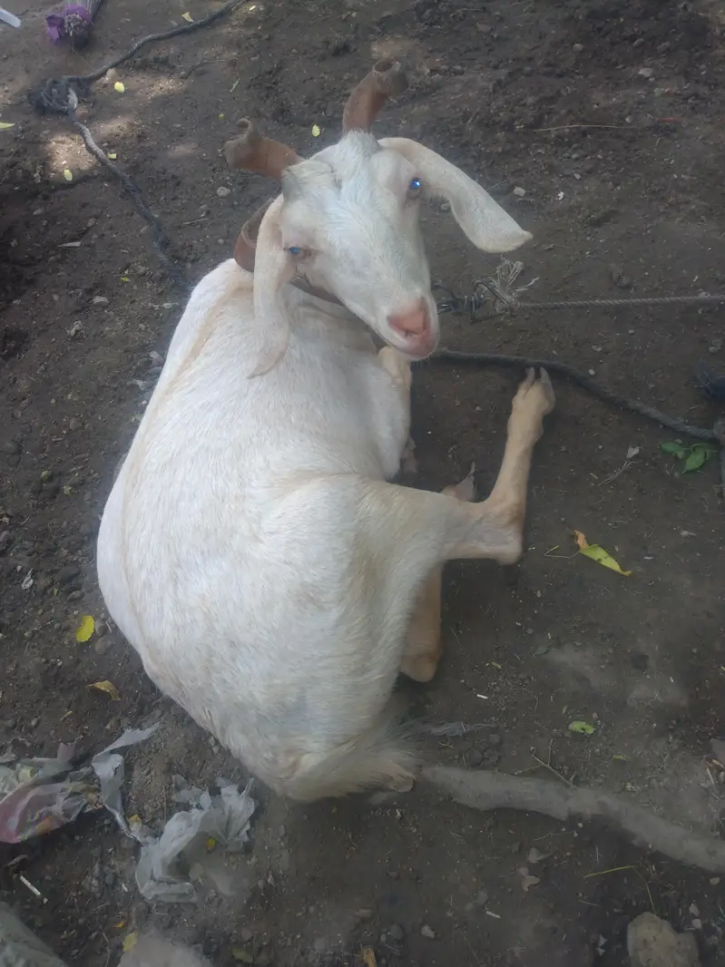0saiz ki tadi  bakri hy  03708069544 — photo 6