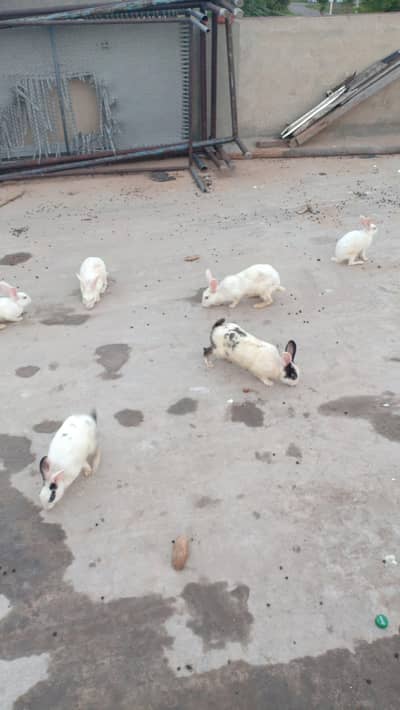 rabbit for sale