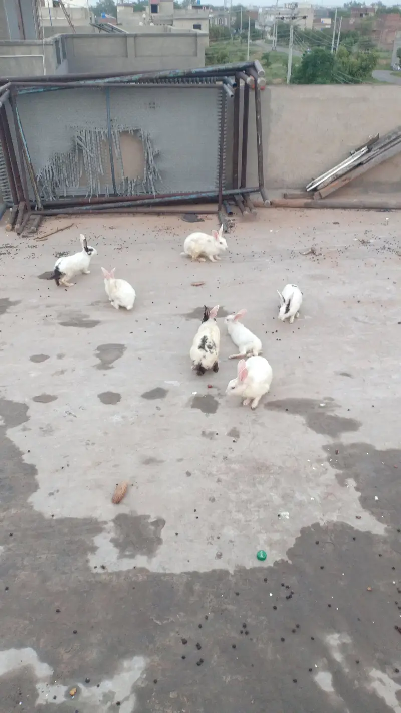 rabbit for sale — photo 2