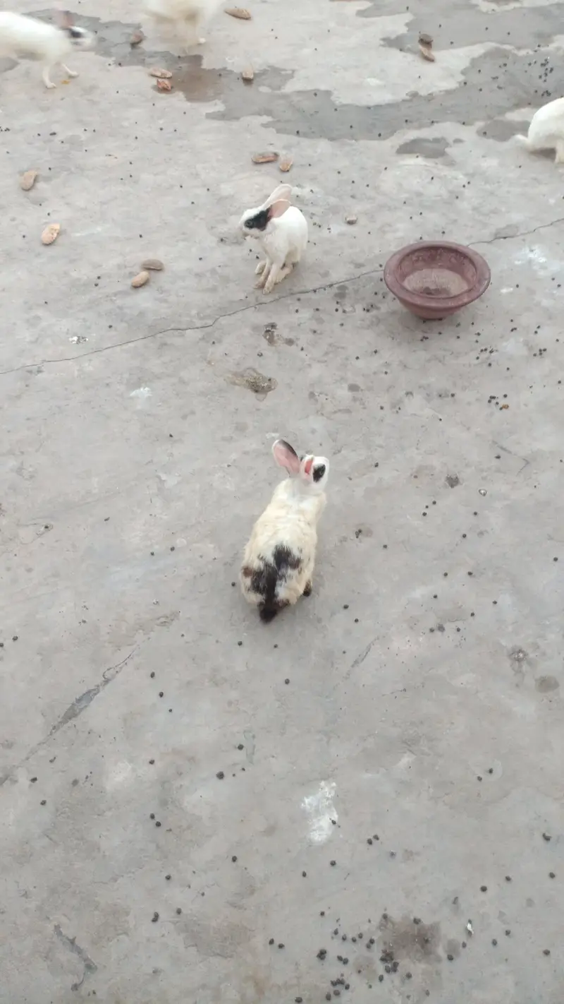 rabbit for sale — photo 3