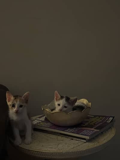 Domestic short hair- Kittens for adoption