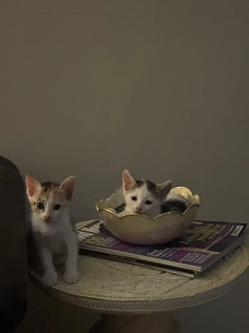 Domestic short hair- Kittens for adoption — photo 2
