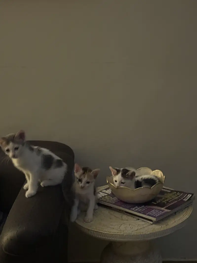 Domestic short hair- Kittens for adoption — photo 3