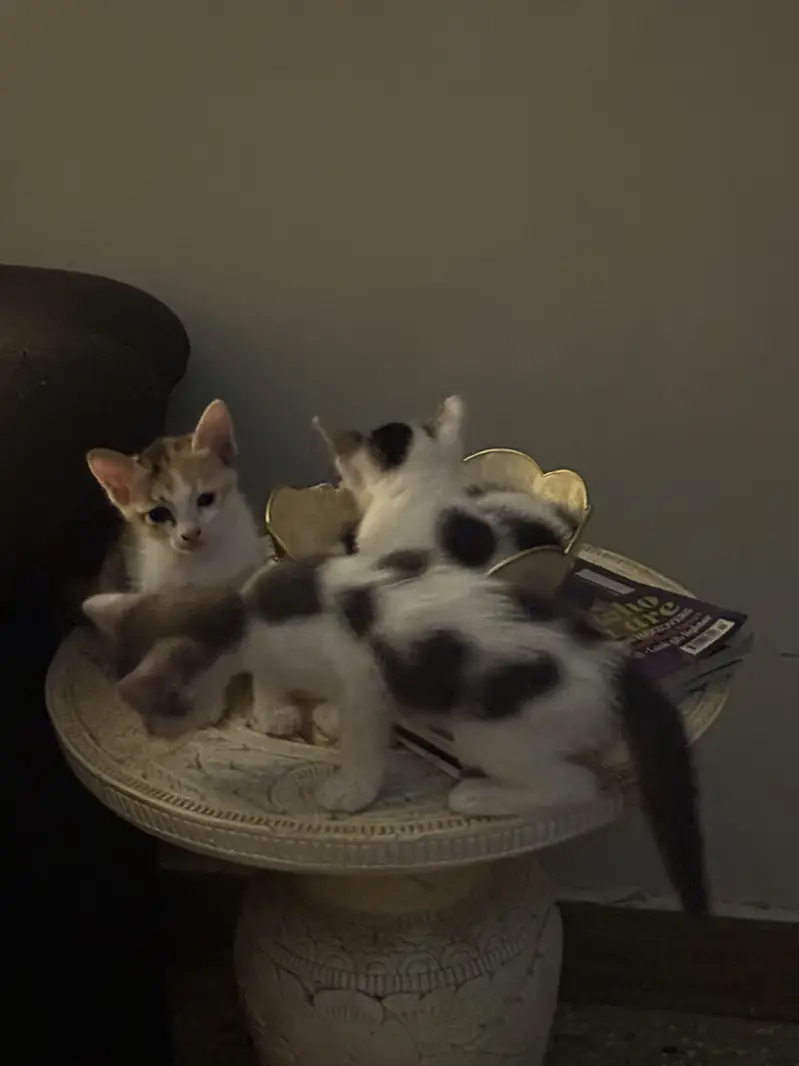 Domestic short hair- Kittens for adoption — photo 5
