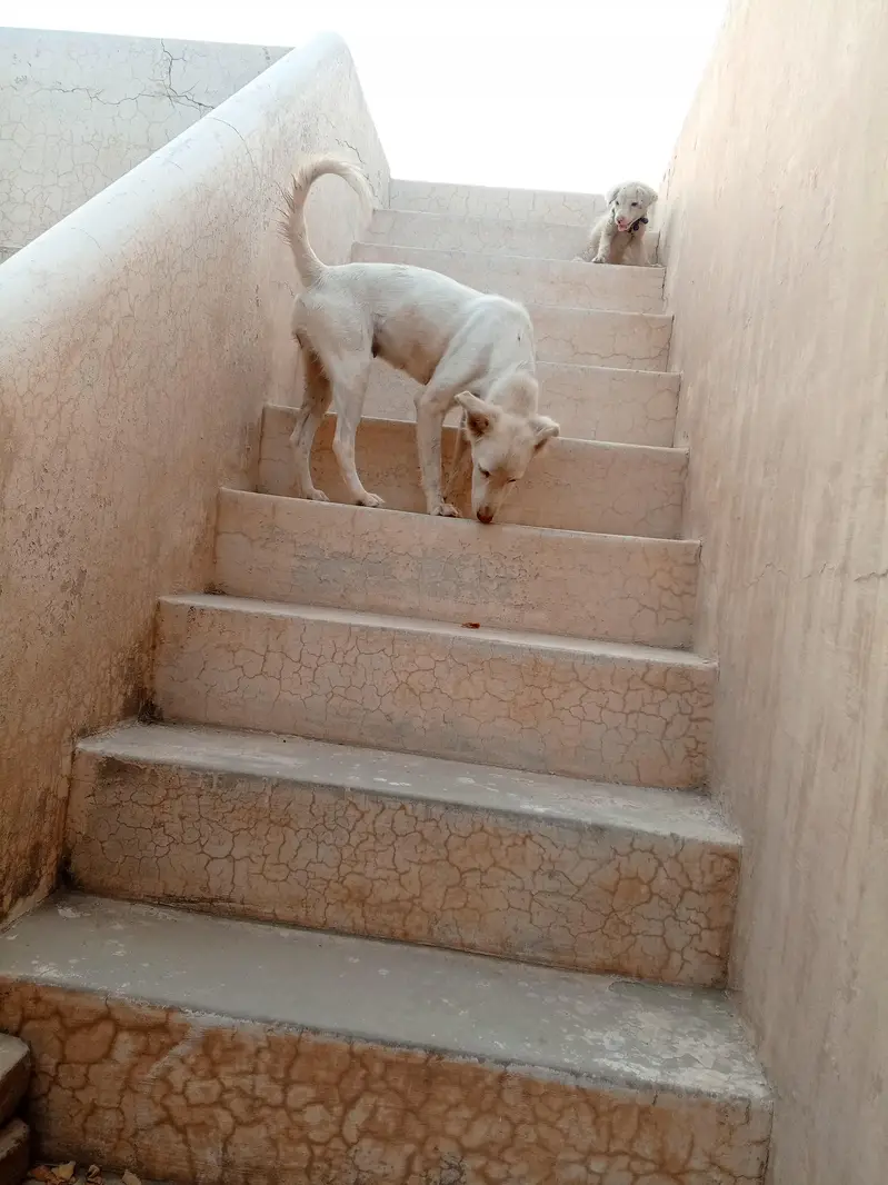 Russian mix female rano available for new home