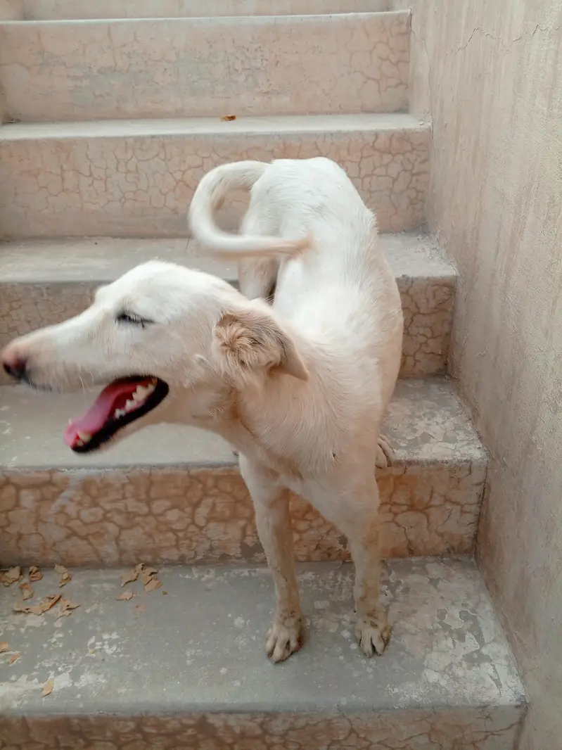 Russian mix female rano available for new home — photo 2