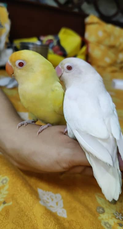 Hand Tamed Zero Bite Human Freindly Nail Tail Fly All ok