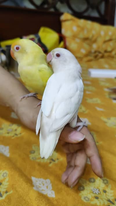 Hand Tamed Zero Bite Human Freindly Nail Tail Fly All ok