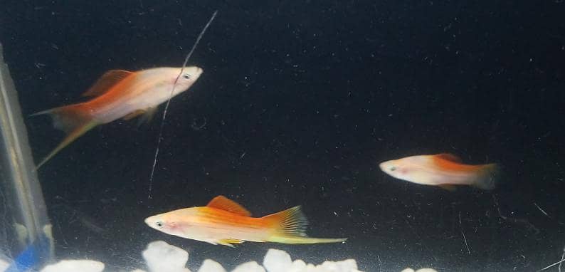 pineapple swordtail Fish 0