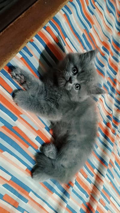 Cats for sale
