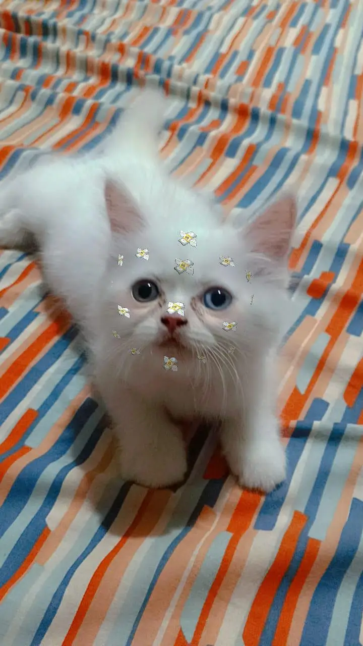 Cats for sale — photo 2
