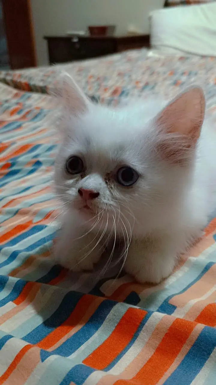 Cats for sale — photo 3